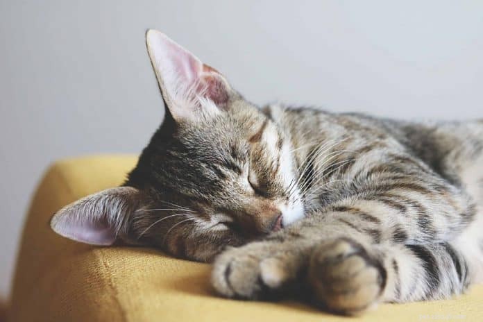 Top Cat Cafés in Singapore – Ranked by Online Reviews & 2019 Price Guide
