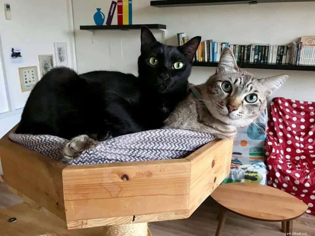 Top Cat Cafés in Singapore – Ranked by Online Reviews & 2019 Price Guide