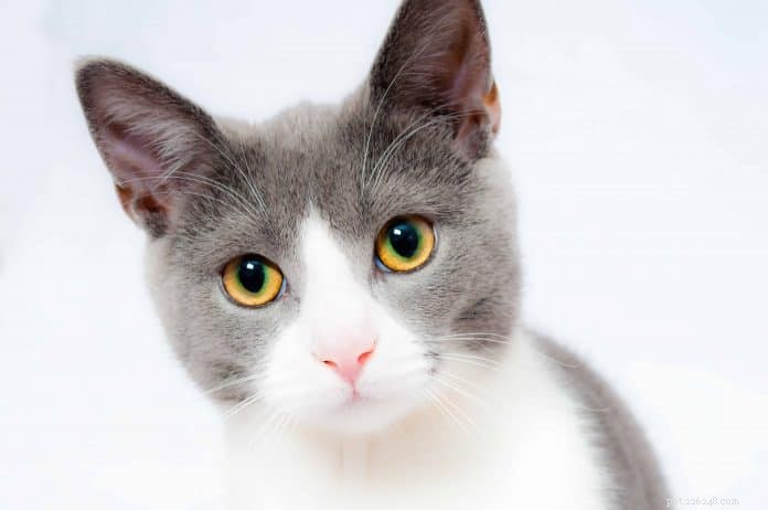 Dry Skin in Cats: Causes, Symptoms, and Expert Treatment Tips