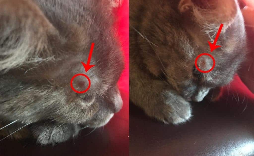 Dry Skin in Cats: Causes, Symptoms, and Expert Treatment Tips