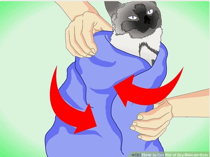 Dry Skin in Cats: Causes, Symptoms, and Expert Treatment Tips