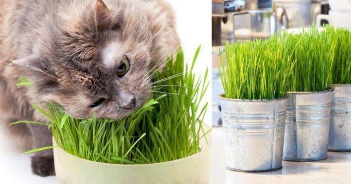 Cat Grass Explained: What It Is, Why Cats Love It, and How to Grow It at Home