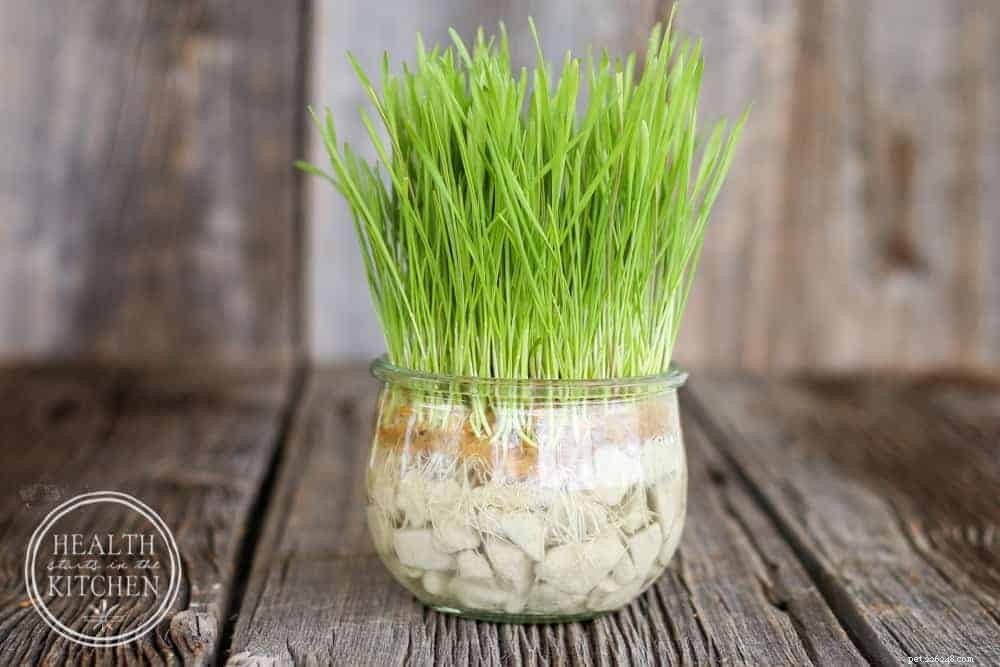 Cat Grass Explained: What It Is, Why Cats Love It, and How to Grow It at Home