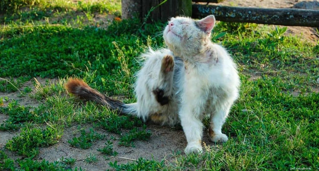 Cat Fleas Explained: Signs, Prevention, and Effective Treatment Strategies