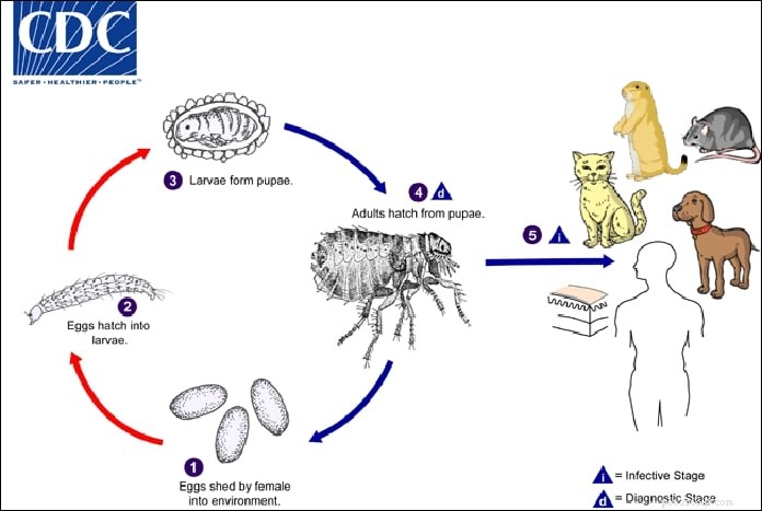 Cat Fleas Explained: Signs, Prevention, and Effective Treatment Strategies