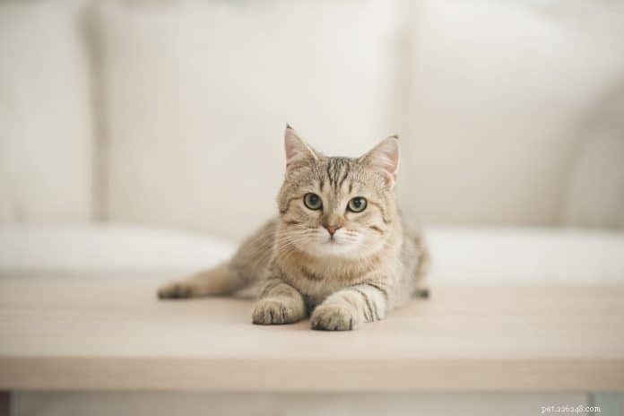 Understanding Cat Mange: Causes, Symptoms, and Effective Treatments