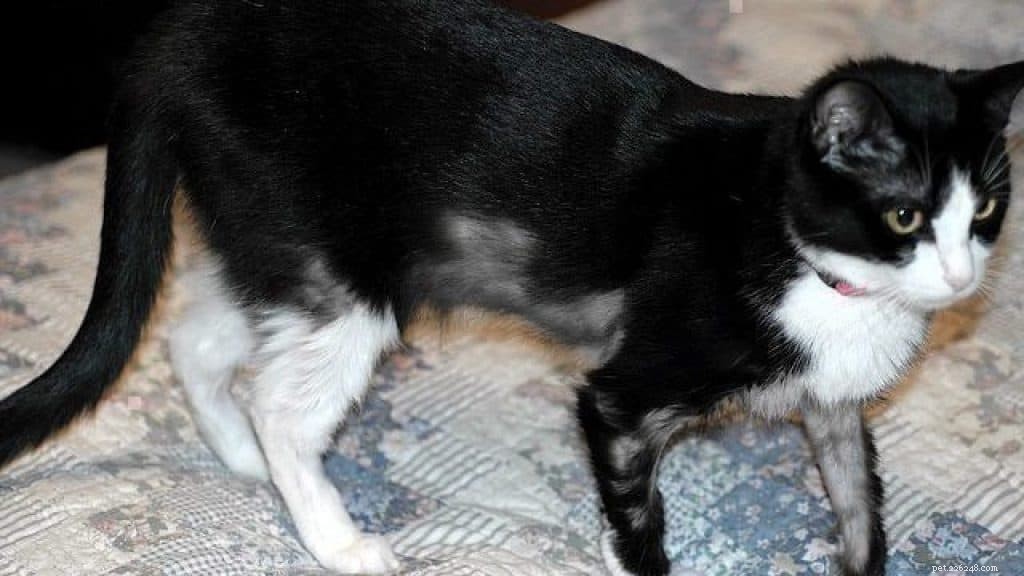 Understanding Cat Mange: Causes, Symptoms, and Effective Treatments