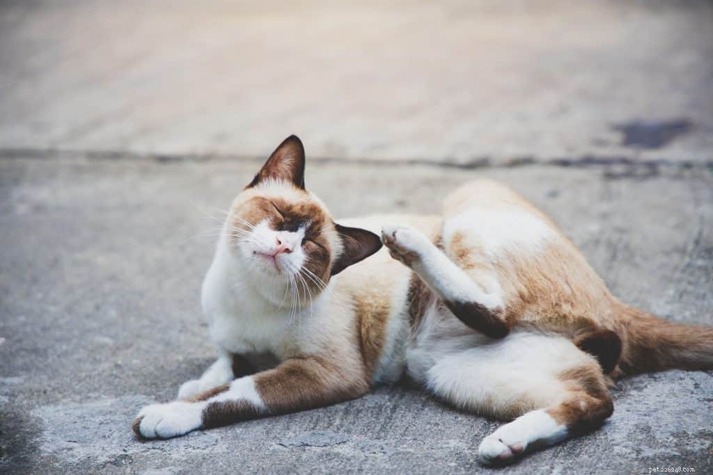 Understanding Cat Mange: Causes, Symptoms, and Effective Treatments