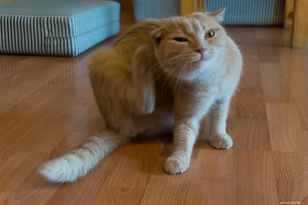 Top 6 Expert-Recommended Hypoallergenic Cat Foods of 2020
