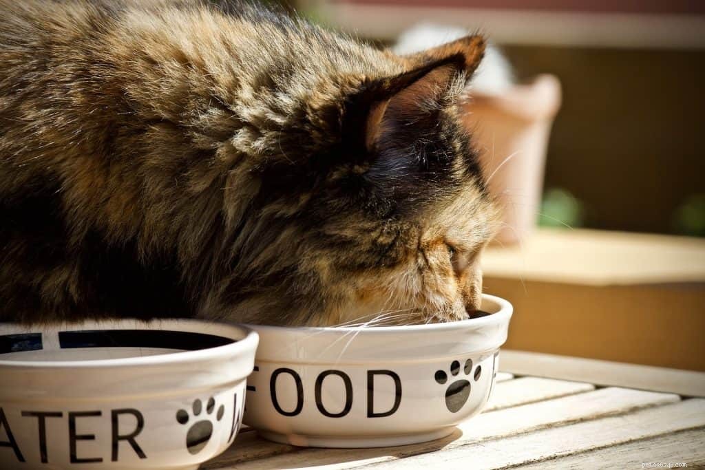 Top 6 Expert-Recommended Hypoallergenic Cat Foods of 2020