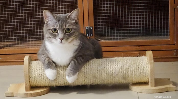 Understanding Cat Heart Murmurs: Types, Symptoms, Causes & Expert Treatment