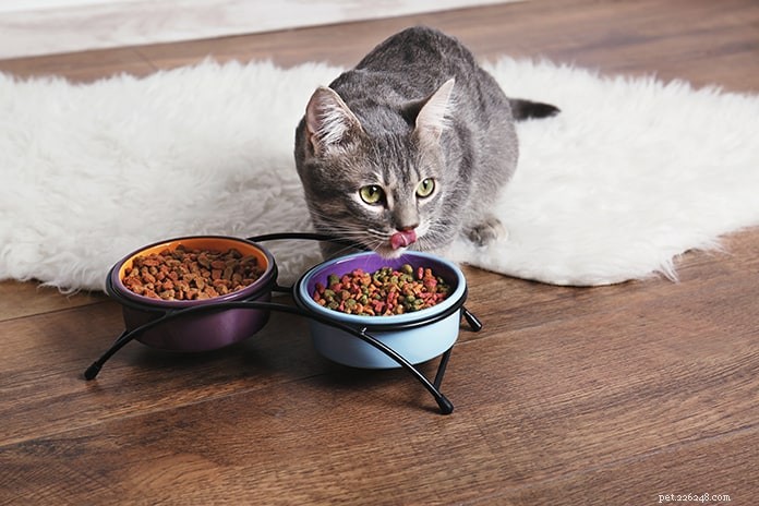 Understanding Cat Heart Murmurs: Types, Symptoms, Causes & Expert Treatment