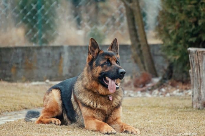 HDB‑Approved Dog Breeds & Updated Size Rules: Project ADORE 2020