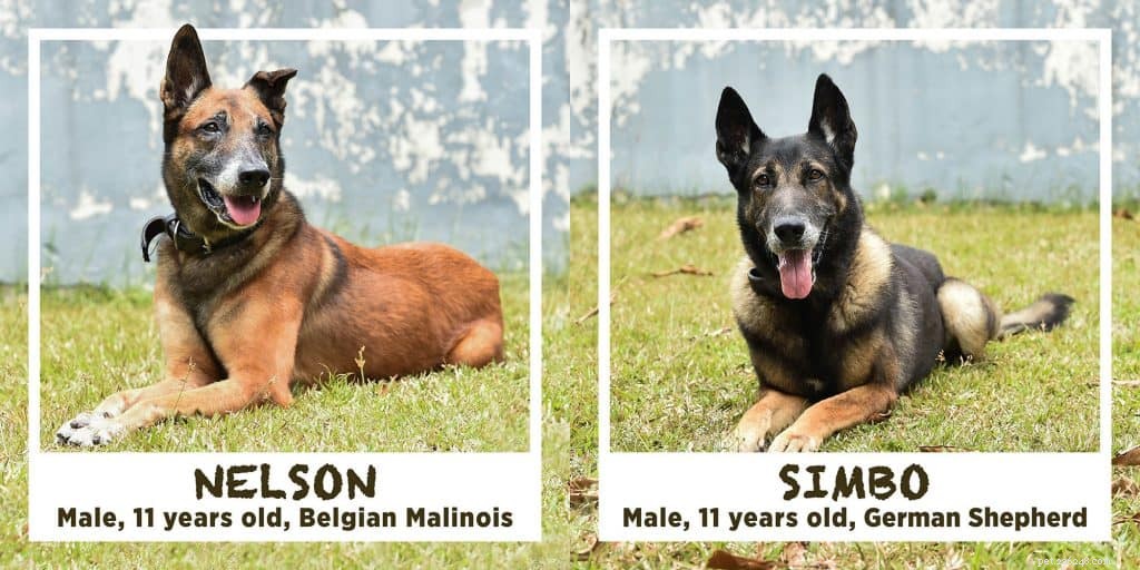 HDB‑Approved Dog Breeds & Updated Size Rules: Project ADORE 2020