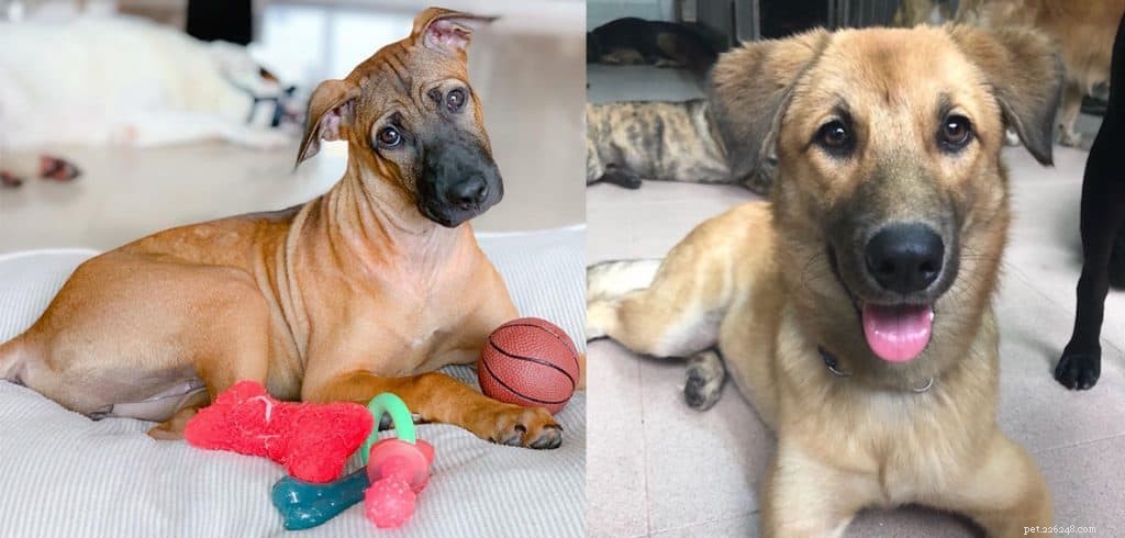 HDB‑Approved Dog Breeds & Updated Size Rules: Project ADORE 2020