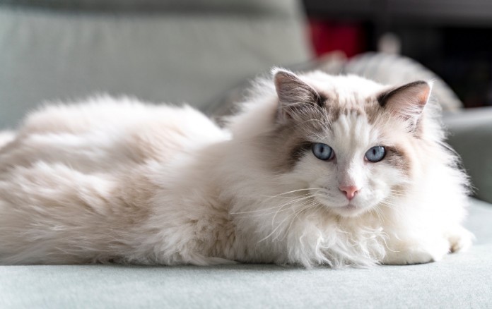 Ragdoll Cat Care in Singapore: A Comprehensive Owner’s Guide
