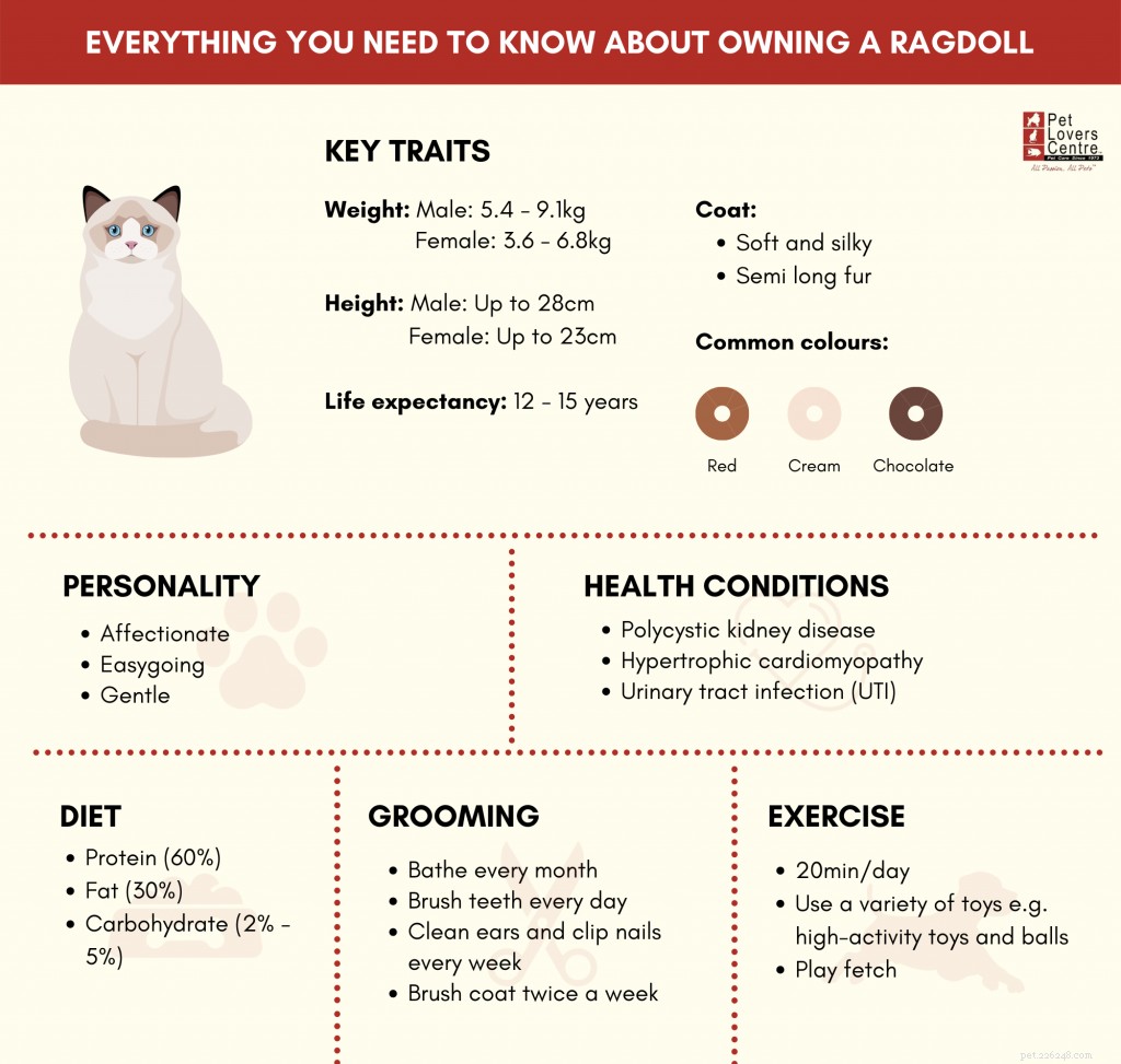 Ragdoll Cat Care in Singapore: A Comprehensive Owner’s Guide