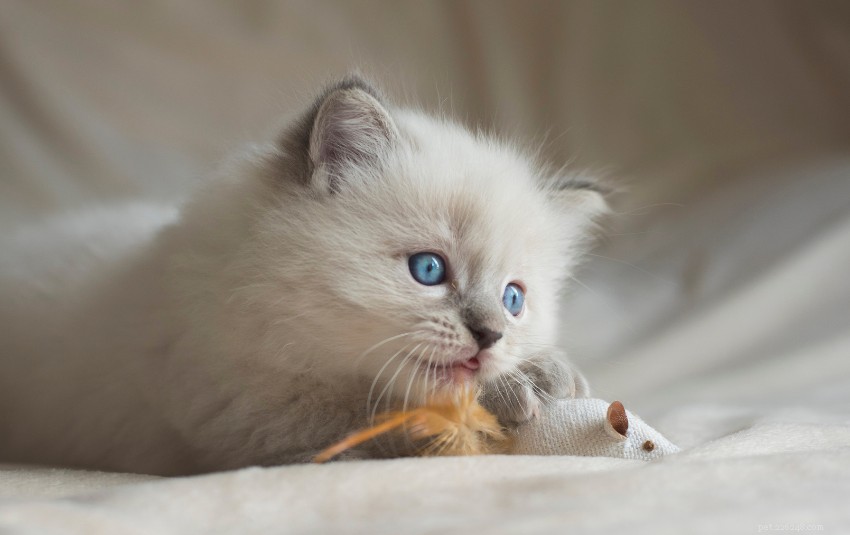 Ragdoll Cat Care in Singapore: A Comprehensive Owner’s Guide