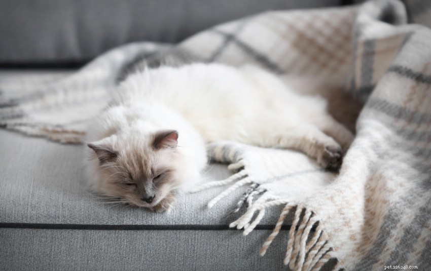 Ragdoll Cat Care in Singapore: A Comprehensive Owner’s Guide