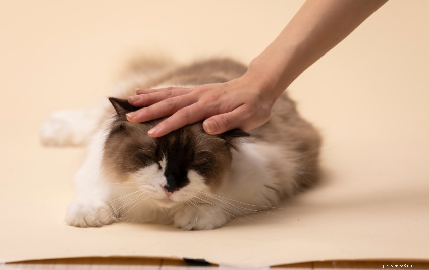 Ragdoll Cat Care in Singapore: A Comprehensive Owner’s Guide