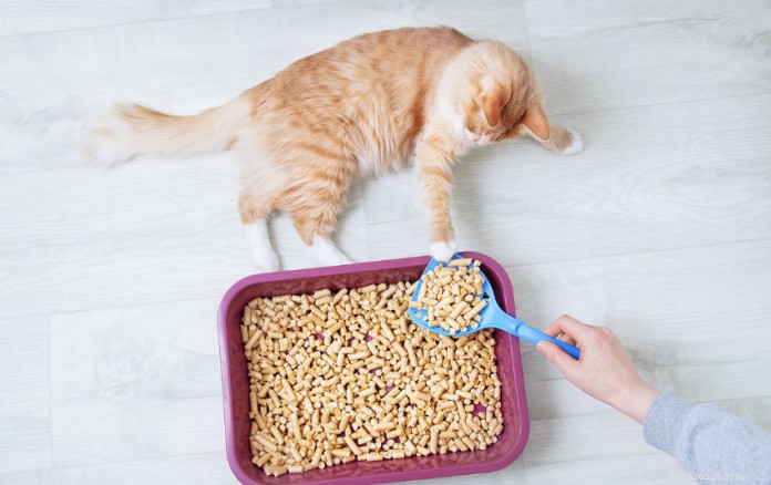 The Ultimate Guide to Choosing Cat Litter in Singapore – Insights from 339 Owners & Top Product Picks