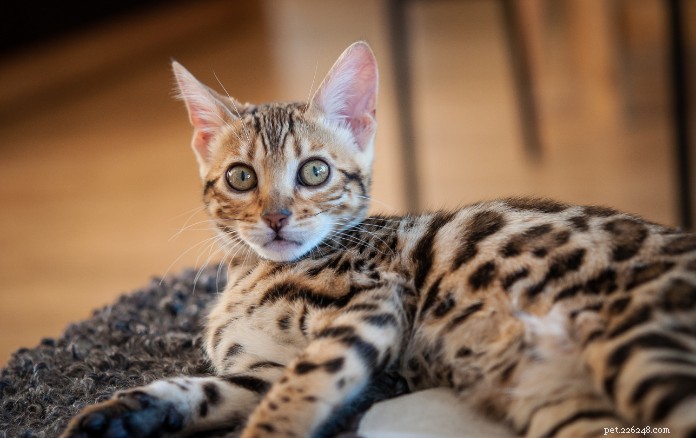Discover 11 Charming Cat Breeds in Singapore for Your Future Companion
