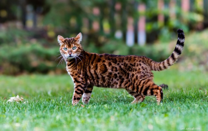 Discover 11 Charming Cat Breeds in Singapore for Your Future Companion