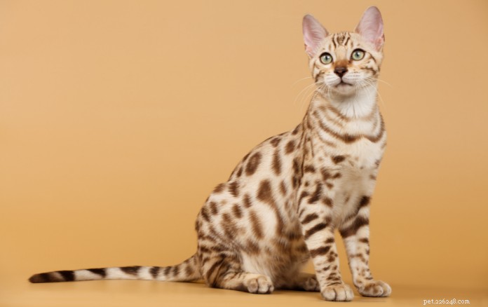 Discover 11 Charming Cat Breeds in Singapore for Your Future Companion