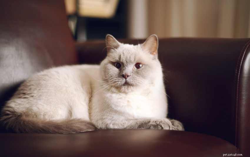 Discover 11 Charming Cat Breeds in Singapore for Your Future Companion