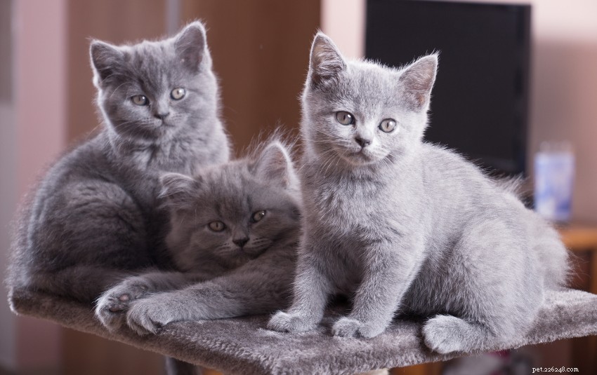 Discover 11 Charming Cat Breeds in Singapore for Your Future Companion