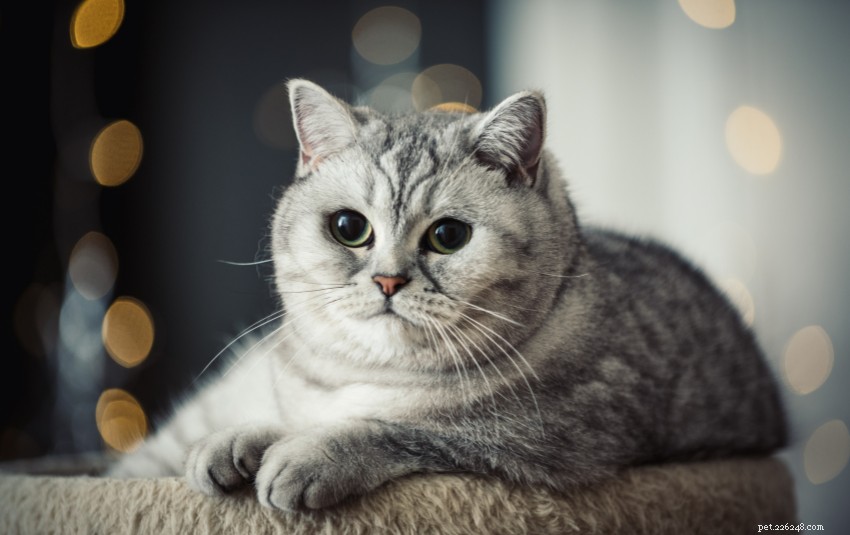 Discover 11 Charming Cat Breeds in Singapore for Your Future Companion