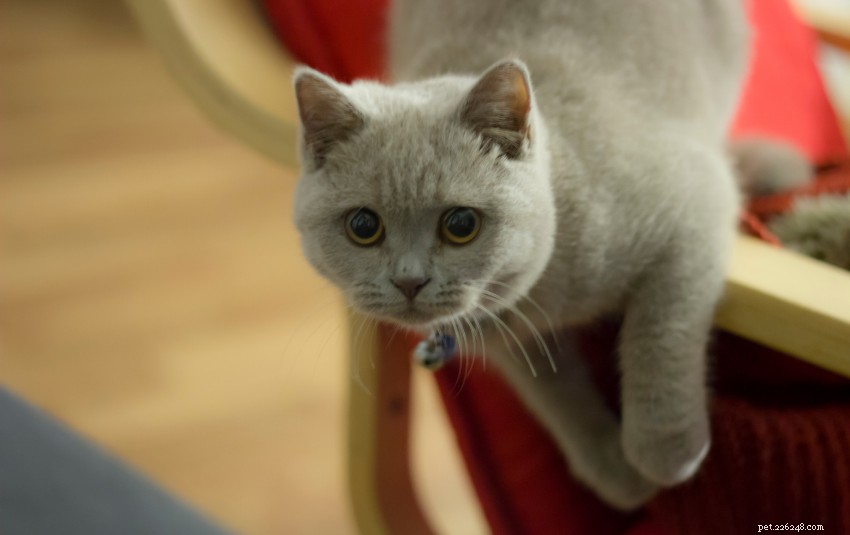 Discover 11 Charming Cat Breeds in Singapore for Your Future Companion