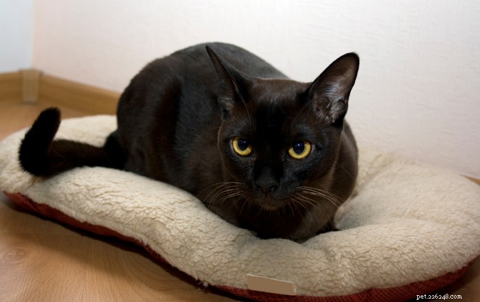 Discover 11 Charming Cat Breeds in Singapore for Your Future Companion