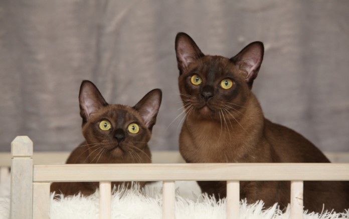 Discover 11 Charming Cat Breeds in Singapore for Your Future Companion