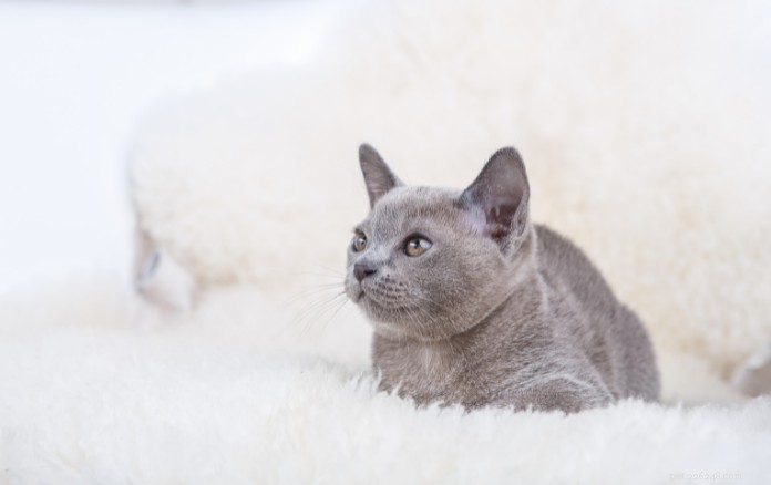 Discover 11 Charming Cat Breeds in Singapore for Your Future Companion