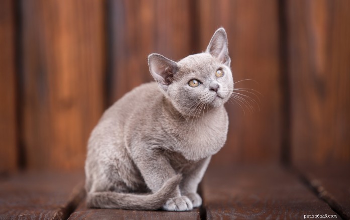 Discover 11 Charming Cat Breeds in Singapore for Your Future Companion