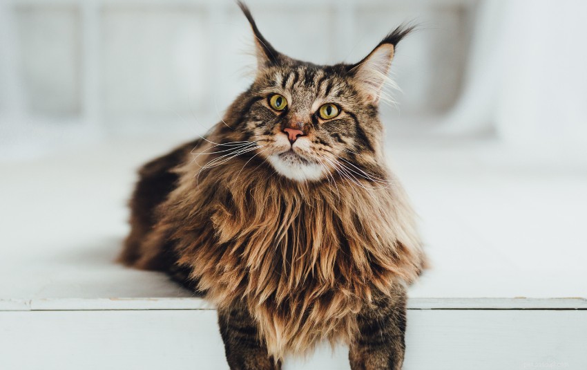 Discover 11 Charming Cat Breeds in Singapore for Your Future Companion