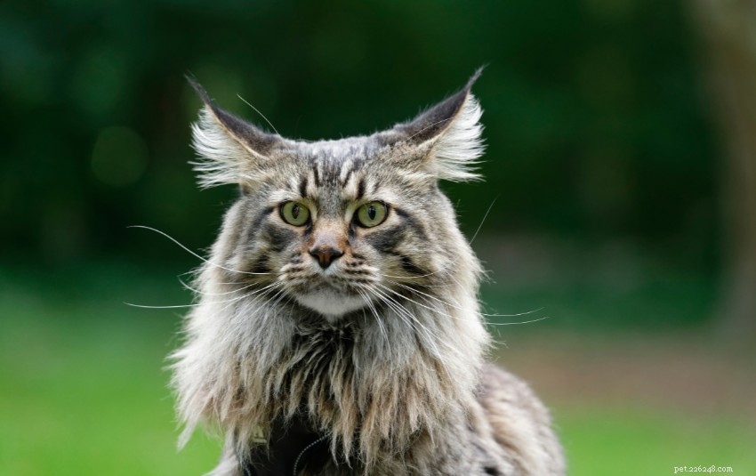 Discover 11 Charming Cat Breeds in Singapore for Your Future Companion