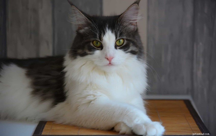 Discover 11 Charming Cat Breeds in Singapore for Your Future Companion