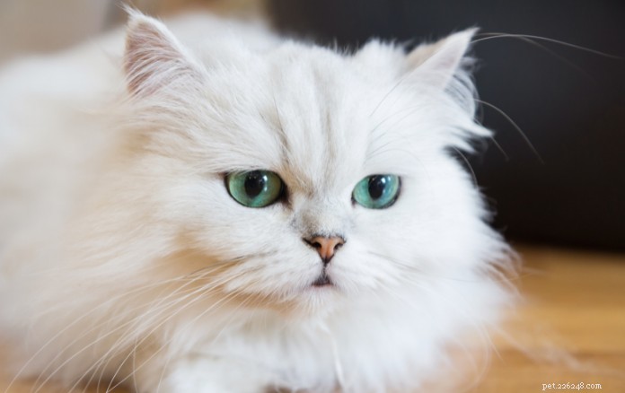 Discover 11 Charming Cat Breeds in Singapore for Your Future Companion