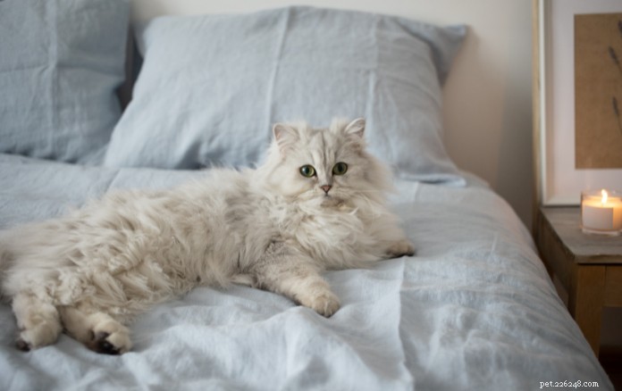 Discover 11 Charming Cat Breeds in Singapore for Your Future Companion