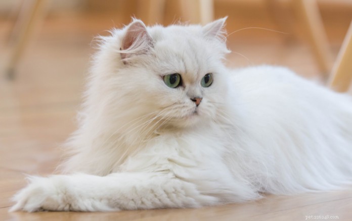 Discover 11 Charming Cat Breeds in Singapore for Your Future Companion