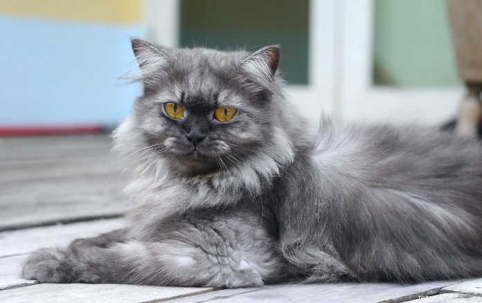 Discover 11 Charming Cat Breeds in Singapore for Your Future Companion