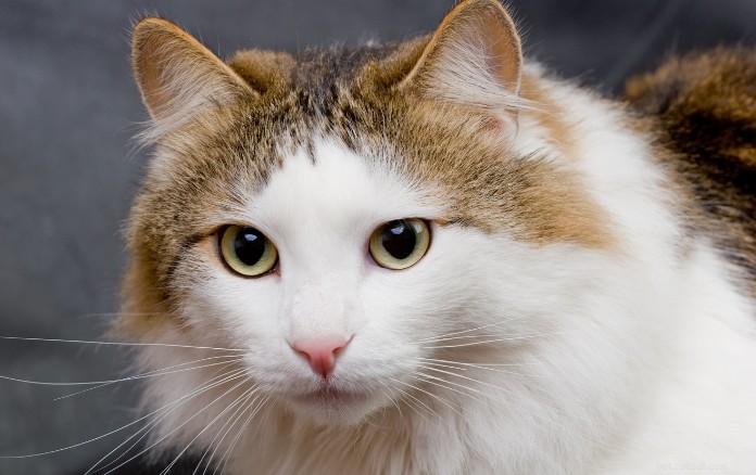 Discover 11 Charming Cat Breeds in Singapore for Your Future Companion