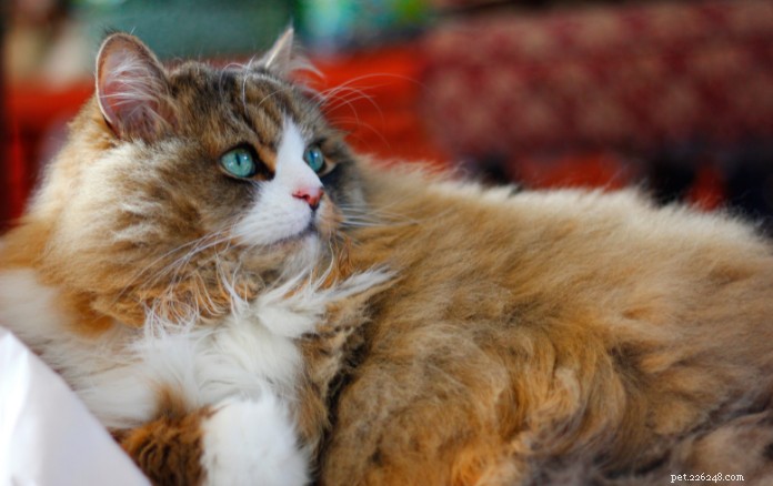 Discover 11 Charming Cat Breeds in Singapore for Your Future Companion
