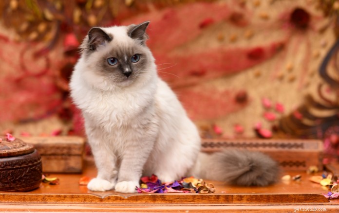 Discover 11 Charming Cat Breeds in Singapore for Your Future Companion