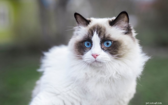 Discover 11 Charming Cat Breeds in Singapore for Your Future Companion