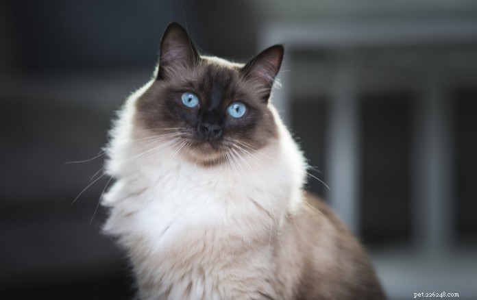 Discover 11 Charming Cat Breeds in Singapore for Your Future Companion
