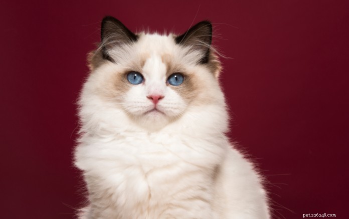Discover 11 Charming Cat Breeds in Singapore for Your Future Companion