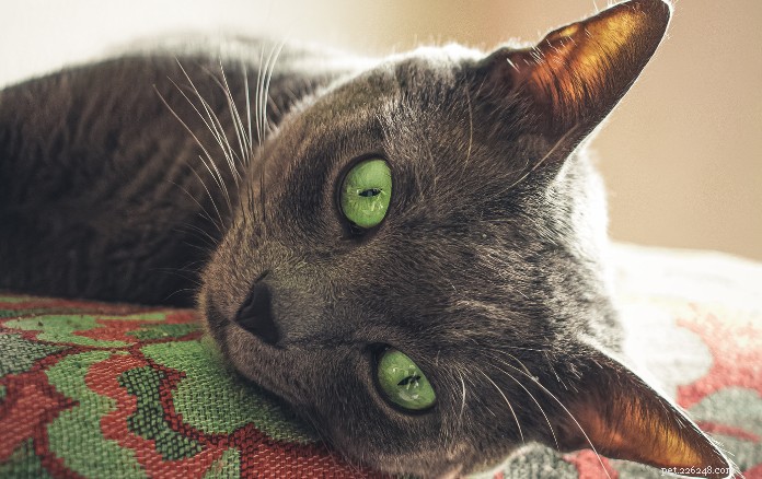 Discover 11 Charming Cat Breeds in Singapore for Your Future Companion